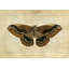 Crackled Canvas Moth I Print
