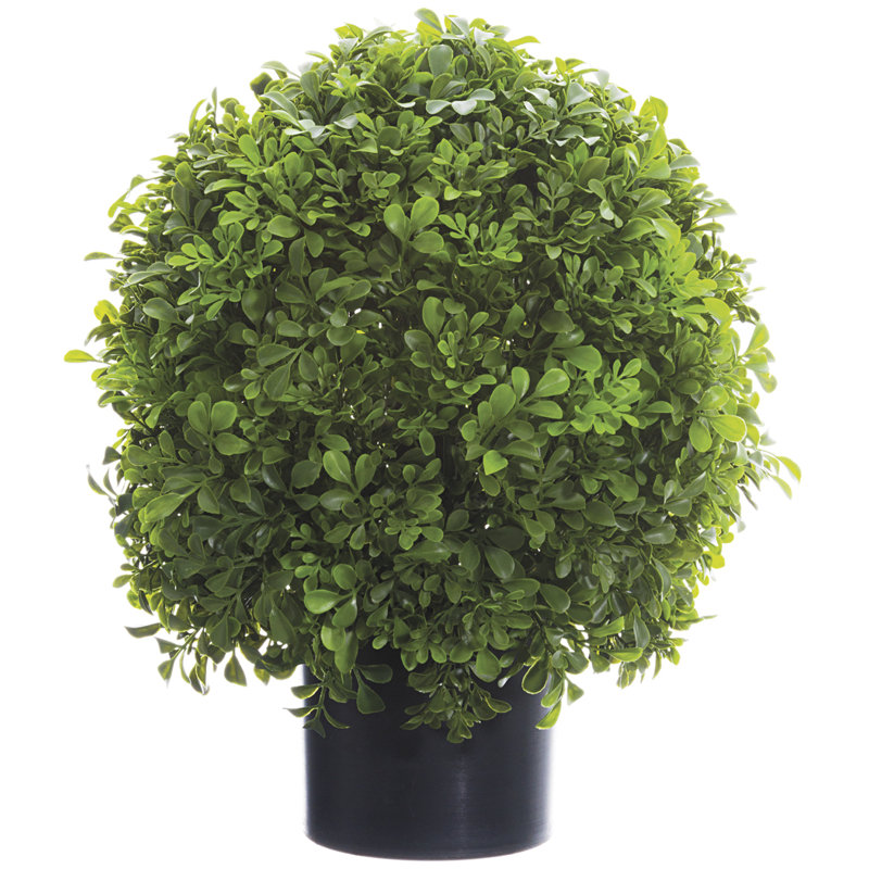 Topiaire boule en pot buis
