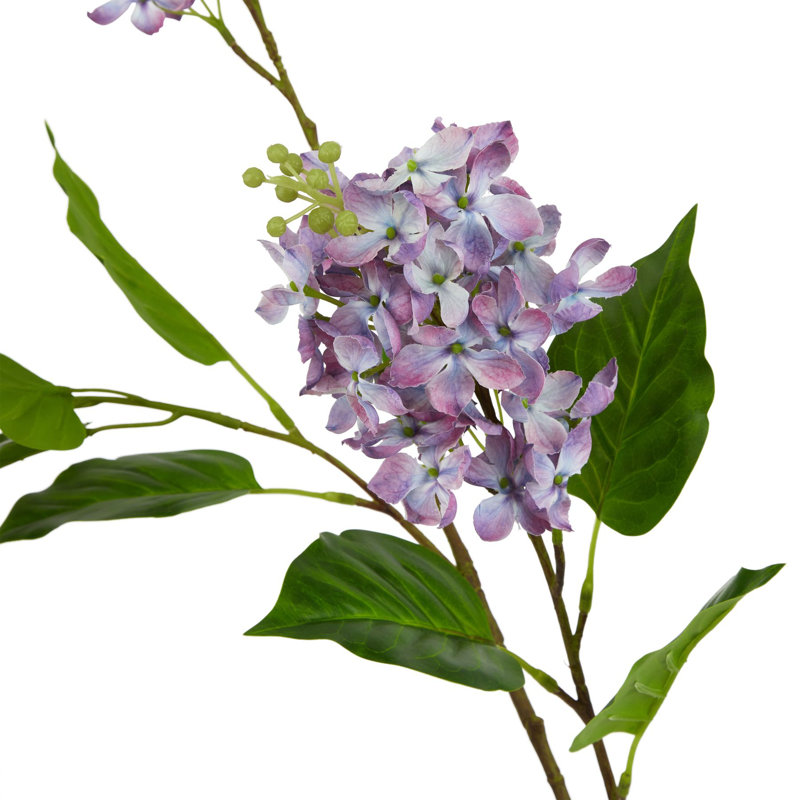 Anastasija Arrangement, Purple