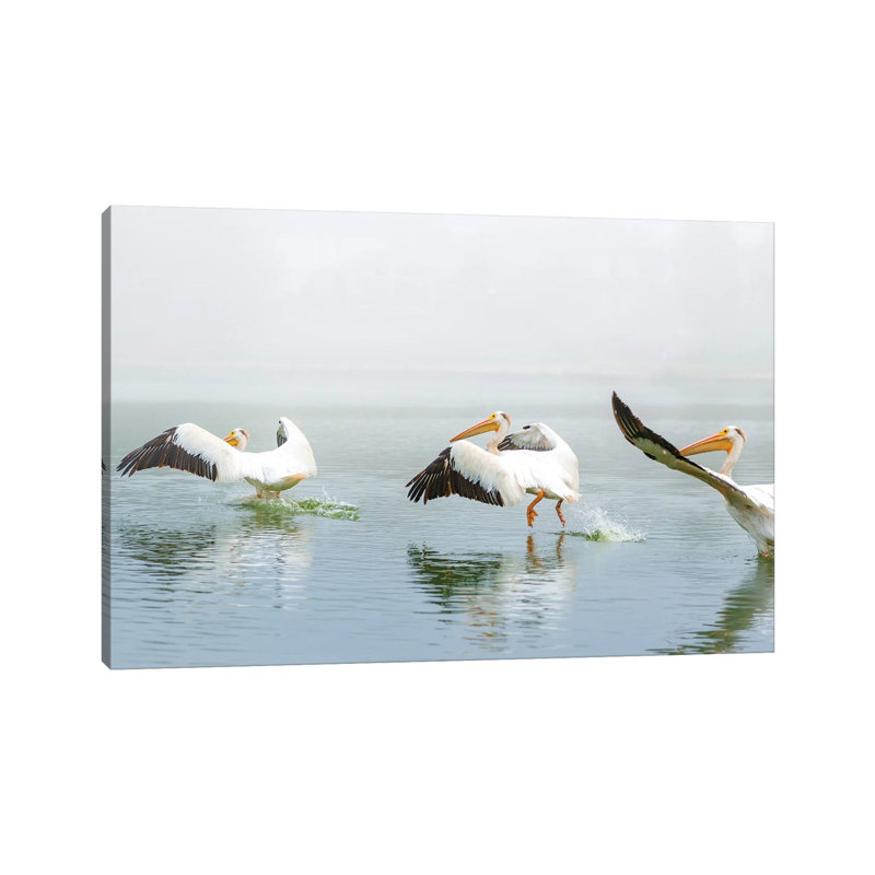 Pelican Sequence Landing by Nik Rave - Wrapped Canvas Print, 66.04 cm H x 45.72 cm W x 3.175 cm D