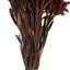 Plumosum Arrangement-94734886