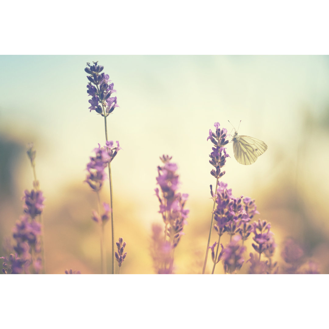 Schmetterlinge auf Lavendel von Rike - Leinwandbild