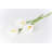 Calla Lily by Honglouwawa - No Frame Art Prints on Canvas-694182461