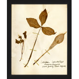 Pressed Botanical 20 Print