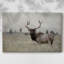 Toile tendue Grand Elk-Gallery-203117846