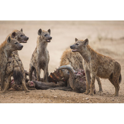Scavengers' Delight by Jez_bennett - Wrapped Canvas Print