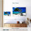 Divi Divi arbre Aruba Petites Antilles-1096245762