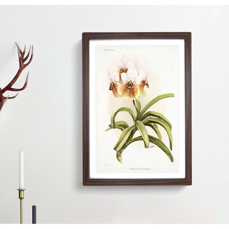 Magnolia Flowers Illustration Tab.62 by Frederick Sander - Picture Frame Art Print, 76cm H x 50cm W x 2cm D, Walnut