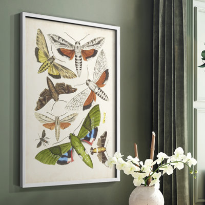 Antique Moths II, reproduction encadrée - bois massif