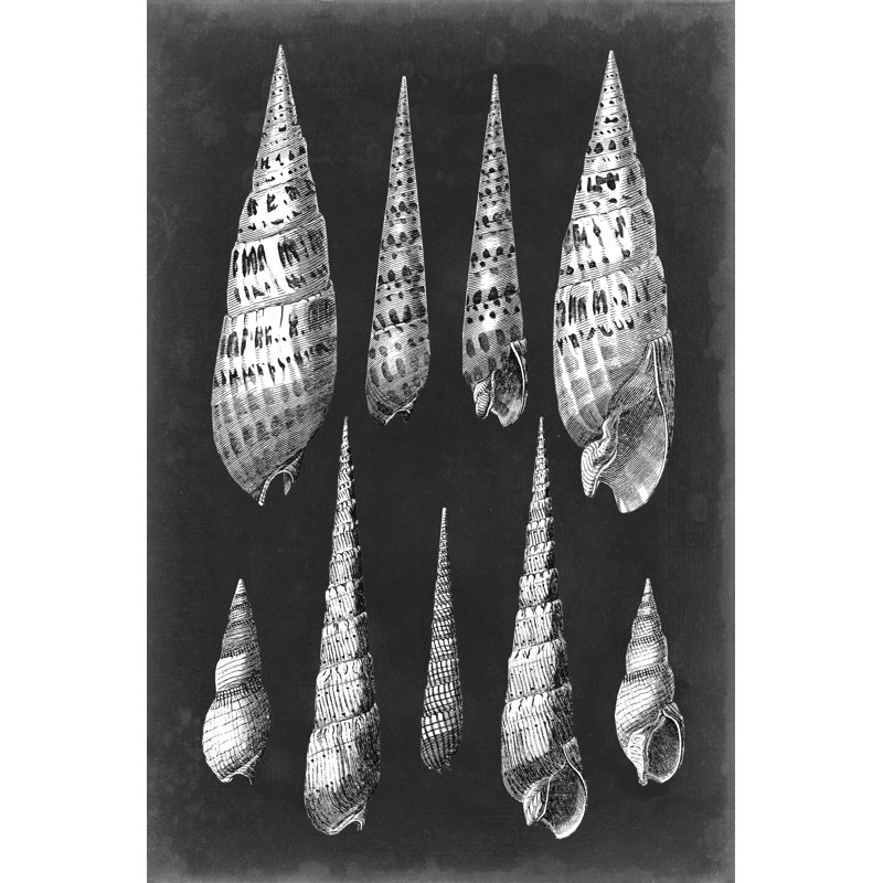 Alabaster Shells II - Wrapped Canvas Print, 46cm H x 30cm W x 3.8cm D