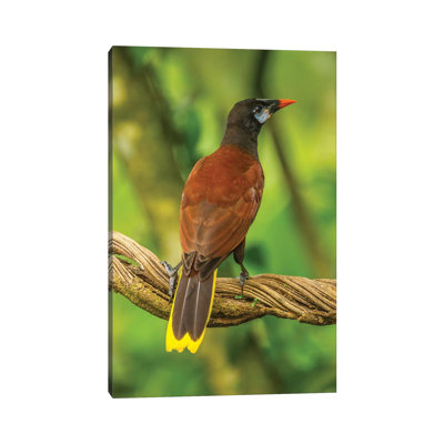 Costa Rica, Sarapiqui River Valley. Montezuma Oropendola Bird On Vine. by Jaynes Gallery - Wrapped Canvas Print