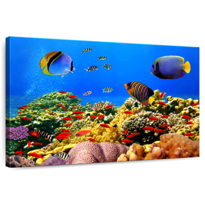 Aletra Dazzling Marine Life