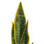 Faux Snake Plant Plant in Ceramic Pot