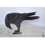 Raven Looking Down Bronze State - Size: 19"L x 5"W x 11"H.