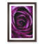 Striking Purple Rose Painting - Framed Print-56922512-56922513