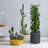 Pot Planter