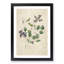 Clematis Flowers by Pierre-Joseph Redoute - Picture Frame Painting Print-55546090-55546092