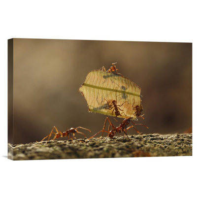 " Leafcutter Ant Group Carrying Leaf, Sierra Nevada De Santa Marta, Colombia "