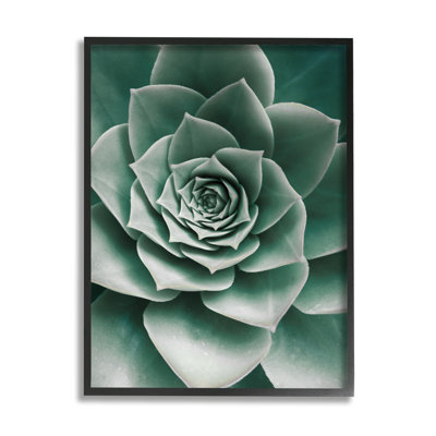 "Stupell Industries Green Succulent", photographie sur toile par Sissi et Seb