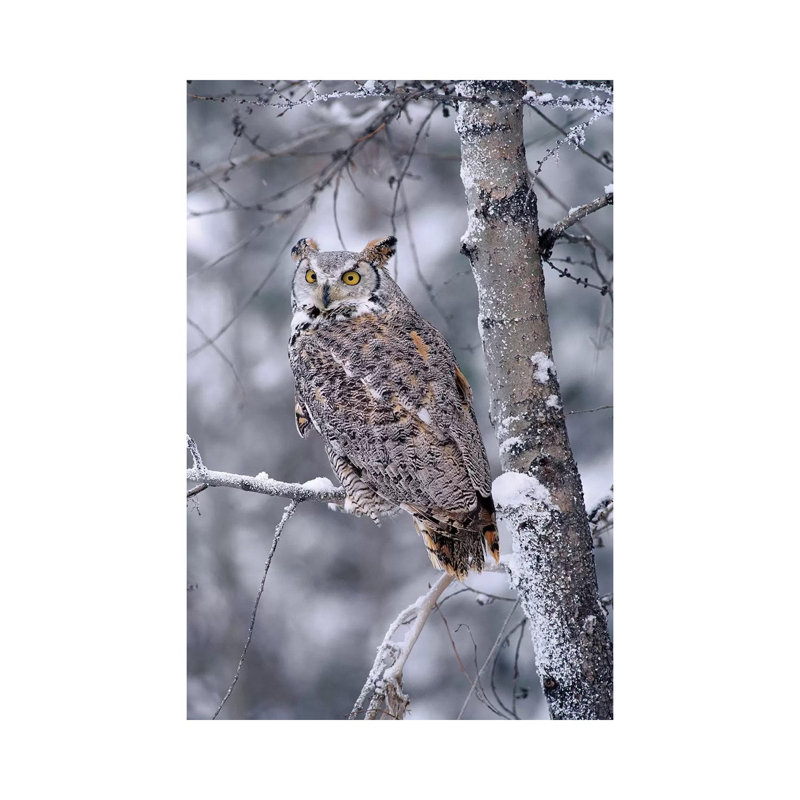 Great Horned Owl Perched In Tree Dusted With Snow by Tim Fitzharris - Wrapped Canvas Print