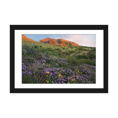 «Vervain At Franklin Mountains State Park, Chihuahuan Desert, Texas» par Tim Fitzharris - reproduction de photo sur toile tendue