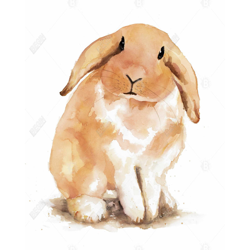 «Shy Lop-rabbit» sur toile