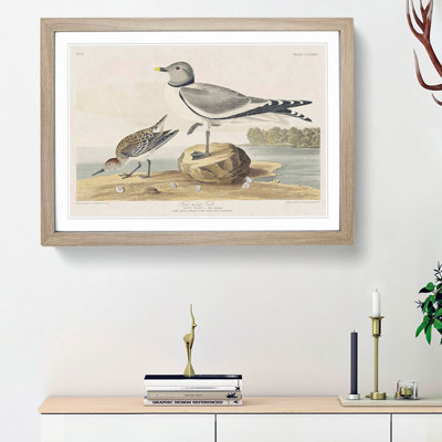 Fork-Tailed Gull by John Audubon - Picture Frame Painting Print