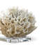 Ribbon Coral-17748650