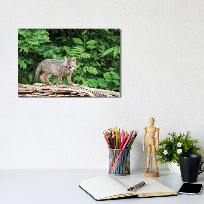 États-Unis, connexion de la faune du Minnesota, Sandborn, Minnesota. «A Grey Fox Kit Stands on a Fallen Tree» par Deborah Winchester - photographie sur toile tendue