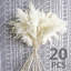 Plante grimpante 17 po Atalaya-1329839818-1329839830