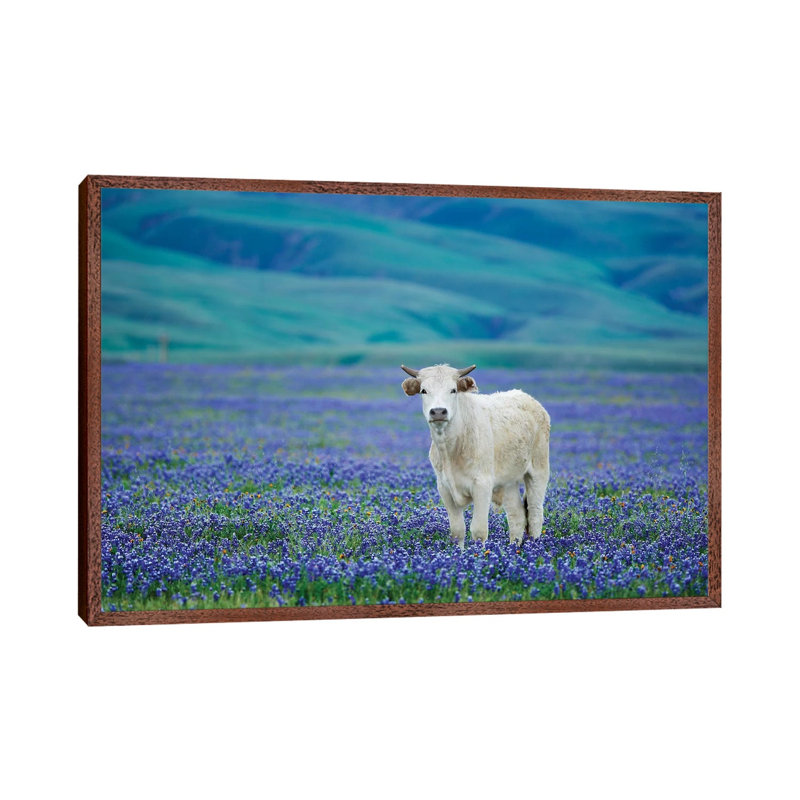 Cows In Lupine IV by Dennis Frates - Print on Canvas, 45.72cm H x 66.04cm W x 3.81cm D, Classic Brown Wood Framed
