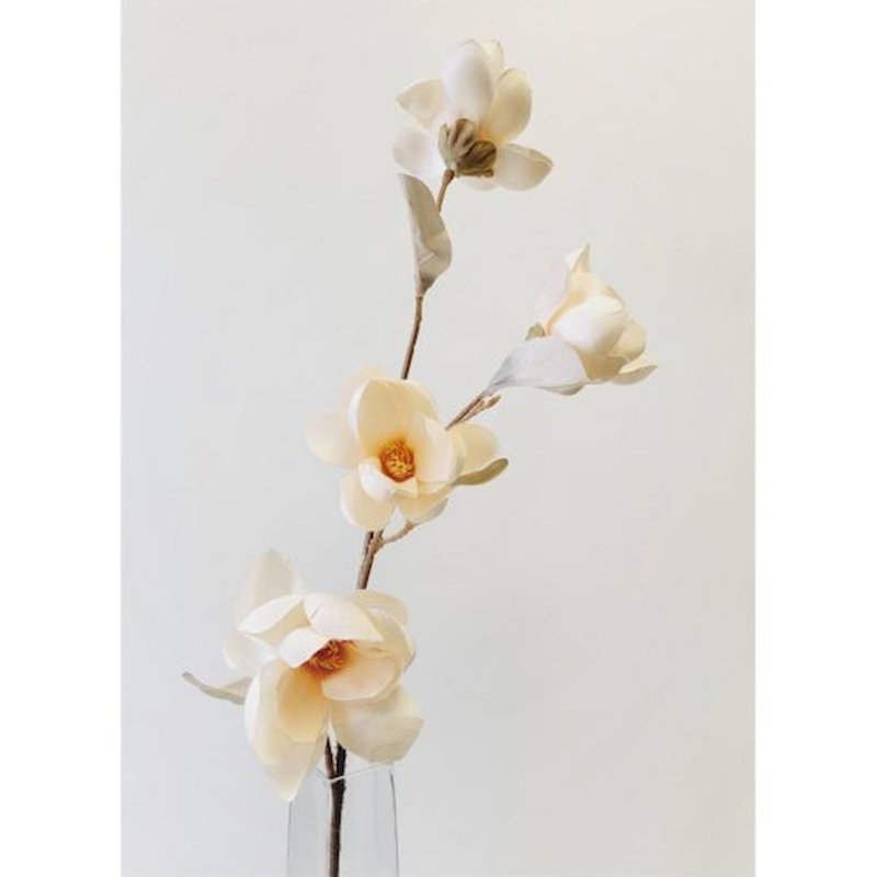 Magnolia, Champagne