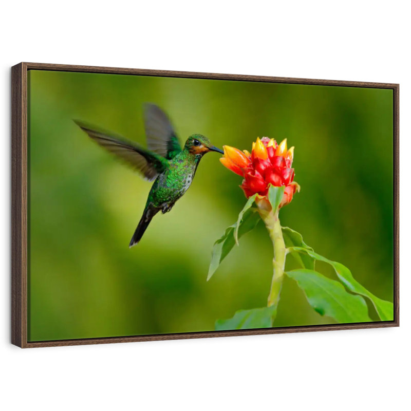 Fleur et colibri vert, 19 po x 13 po, Cadre flottant noyer