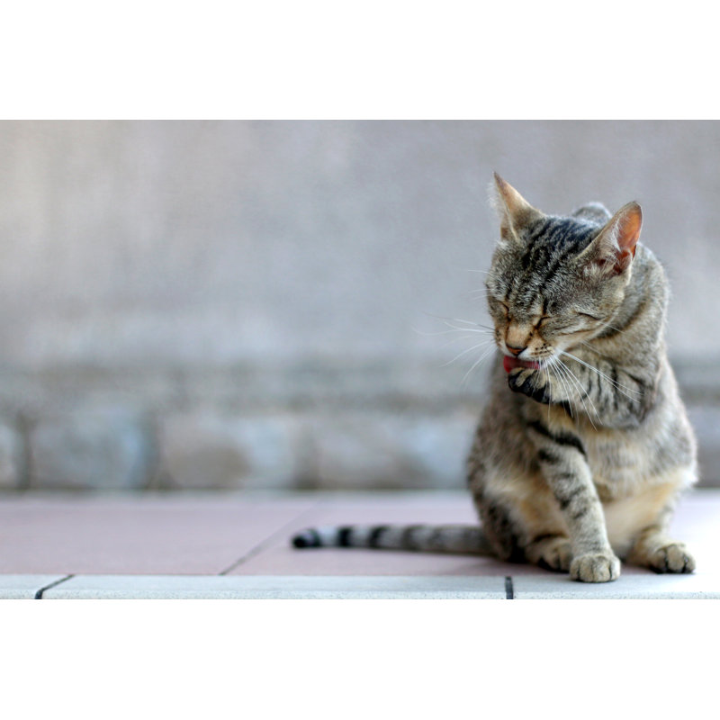 Tabby Cat - Wrapped Canvas Print, 51cm H x 76cm W