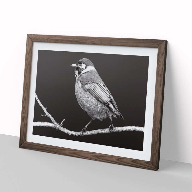 Attractive Bird - Single Picture Frame Print, 34cm H x 46cm W x 2cm D, Walnut