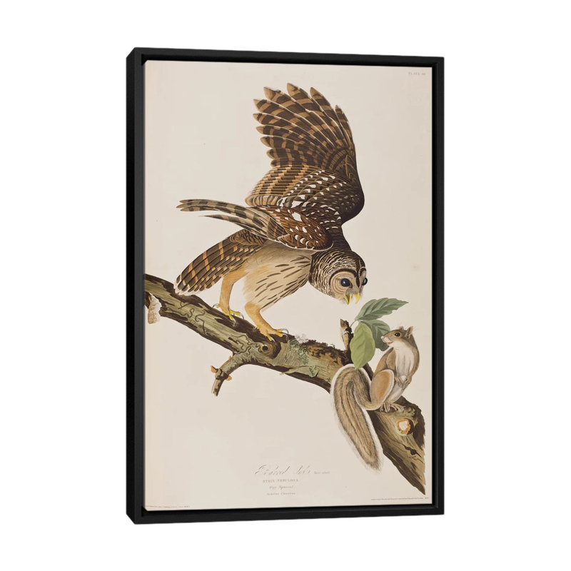«Barred Owl and Squirrel», impression sur toile, H 26 po x l 18 po x P 1,5 po, Toile avec cadre noir, Pas de tapis