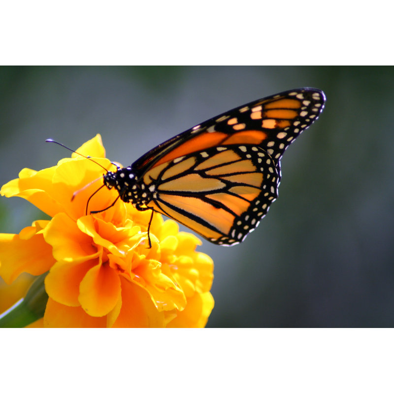 Papillon monarque - Photographie sur toile tendue, L 12 po x H 8 po