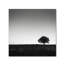 «One Tree Hill», reproduction de photo sur toile tendue-790104951