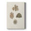 Coquillages Knorr et corail - galerie Cavas sur mesure-2072233938