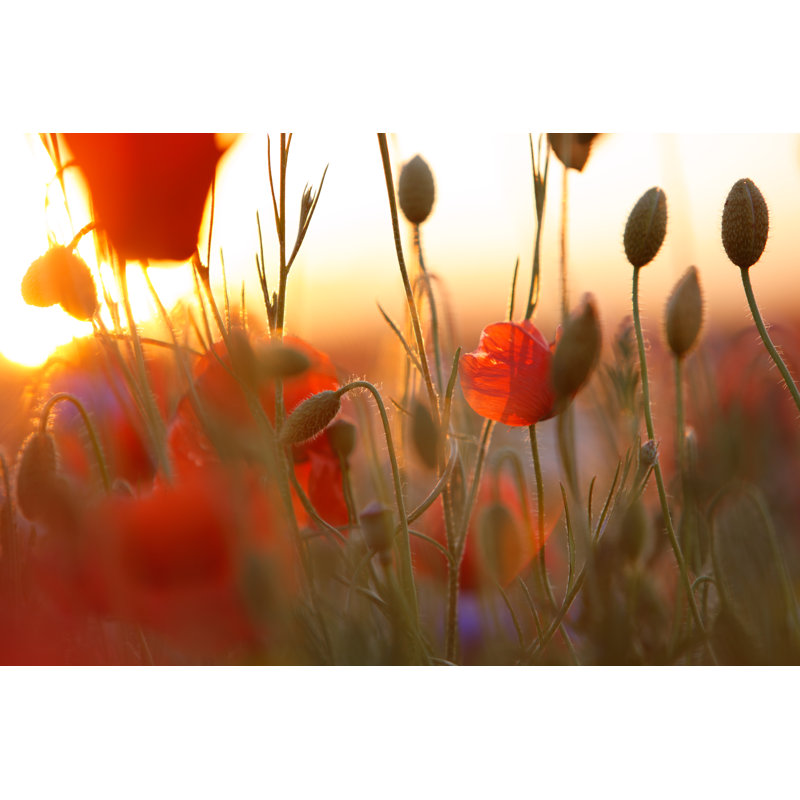 Poppy Field (Contre la lumière du soleil avec des fusées éclairantes) par Thejack, H 24 po x l 36 po