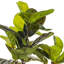  Feuille de violon 51 po.-437667800