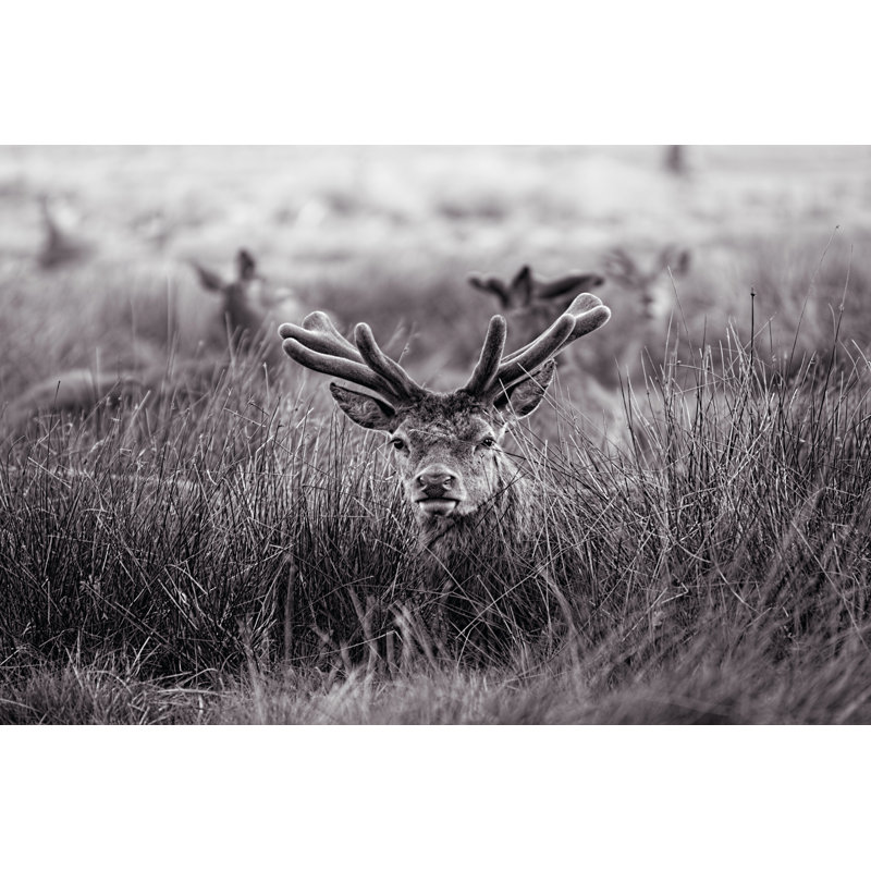 Velvet Antlers I - Wrapped Canvas Print, 30cm H x 46cm W x 3.8cm D