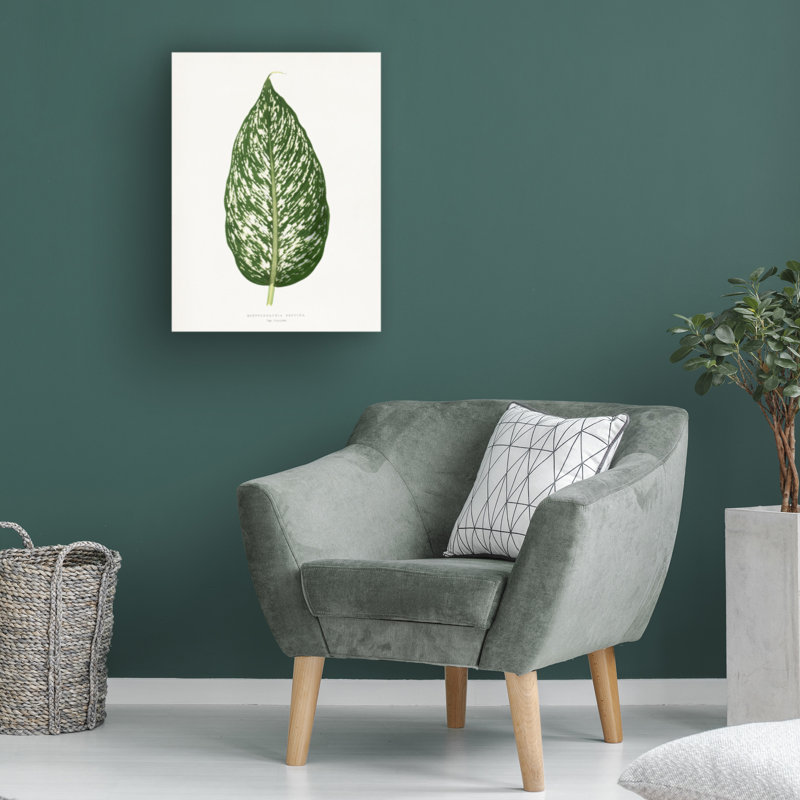 Rouleau de bolognaise, Les Plantes à Dieffenbachia, H 19 po x l 14 po
