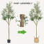 72 plantes