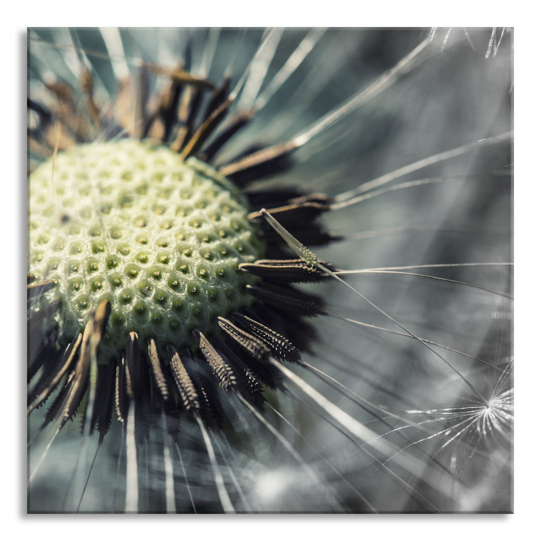 Glasbild Nahaufnahme einer Pusteblumenuhr