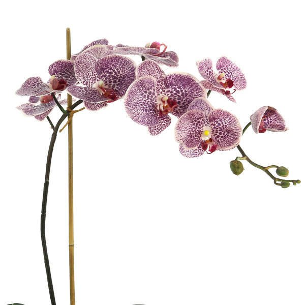 Creative Displays, Inc. Arrangement Orchid in Vase & Reviews | Perigold