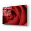 «Red Rose» par Tom Quartermaine-1937692972