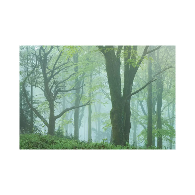 Enchanted Forest II by Adam Burton - Wrapped Canvas Print, 20.32 cm H x 30.48 cm W