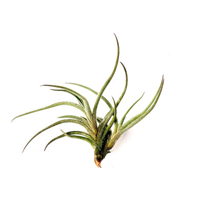Air Plant Bandensis 2"-3"
