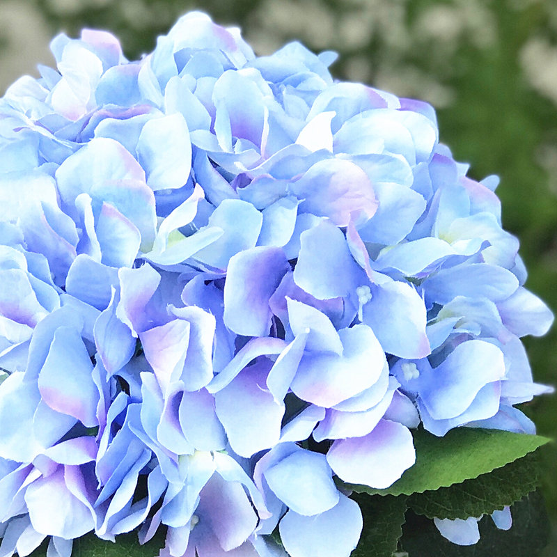 Arrangement floral hortensia en soie dans un vase, Bleu